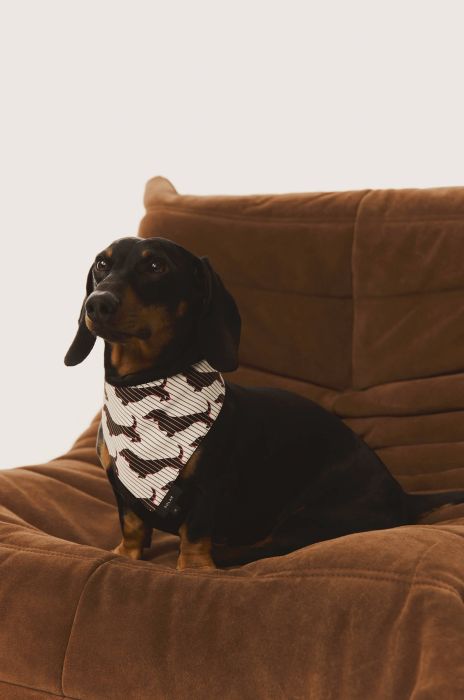 Chustka dla pieska z printem w jamniki Solar Obraz 2