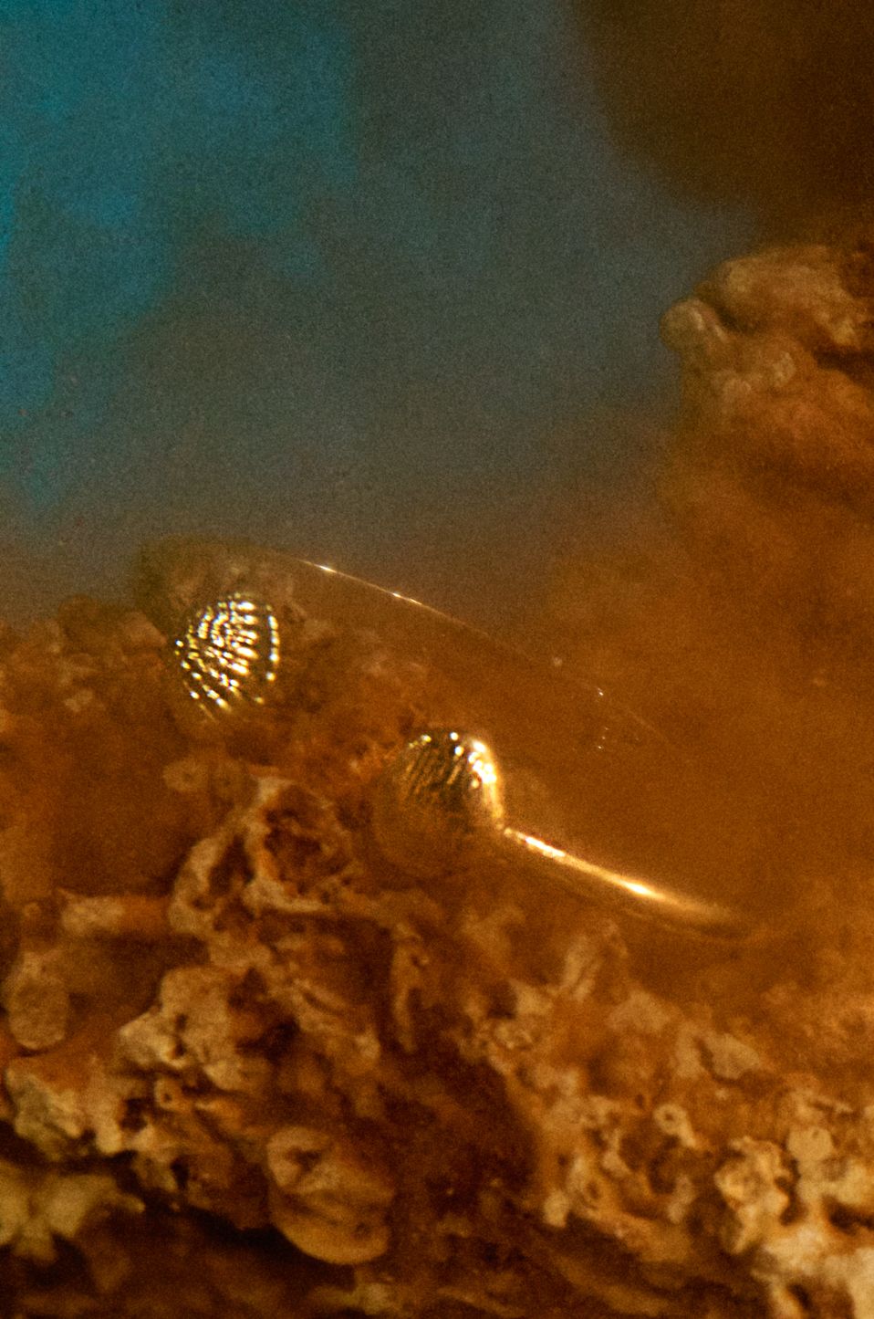 Bransoleta z motywem muszli Solar Obraz 1