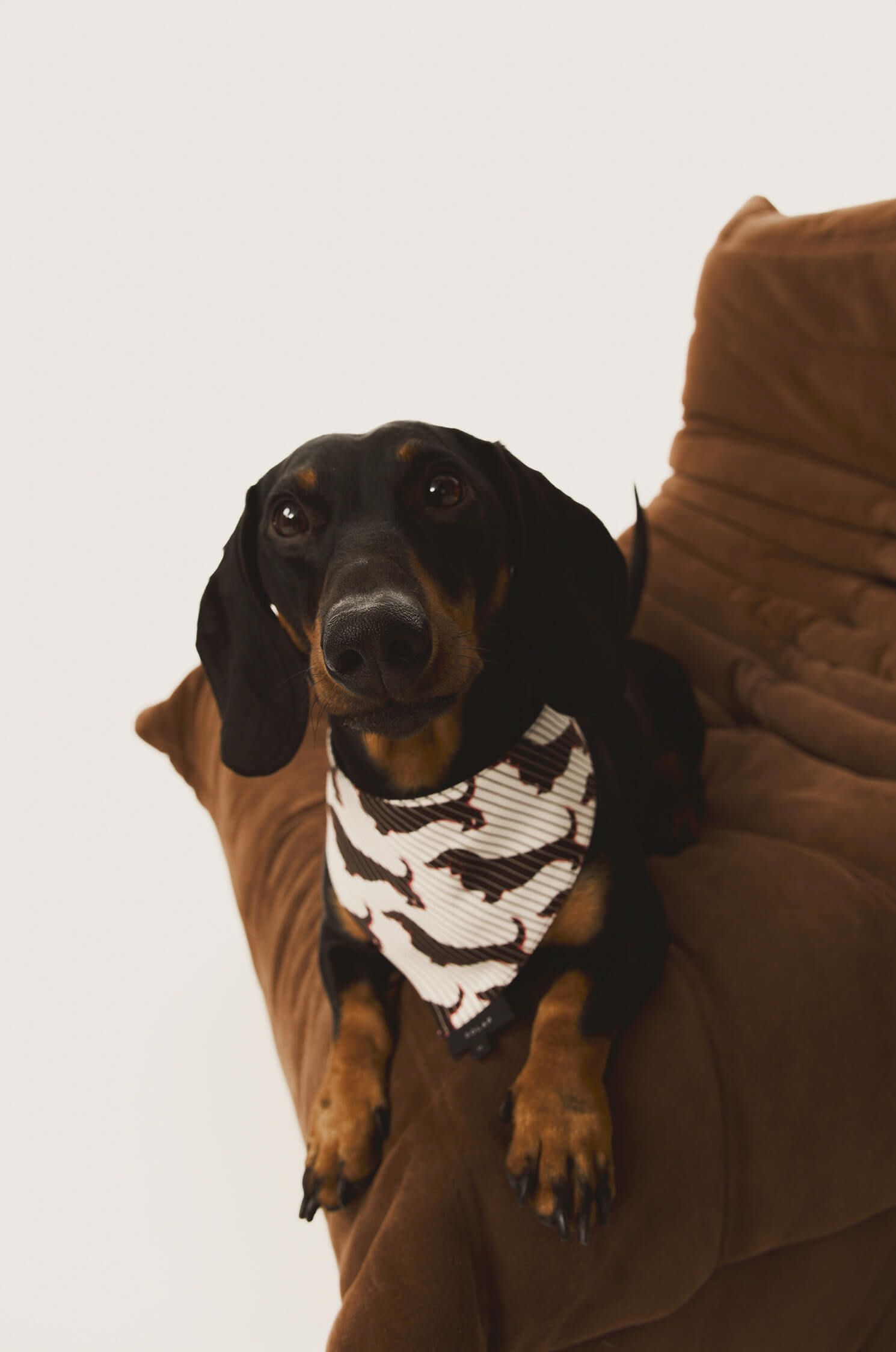 Chustka dla pieska z printem w jamniki Solar Obraz 1